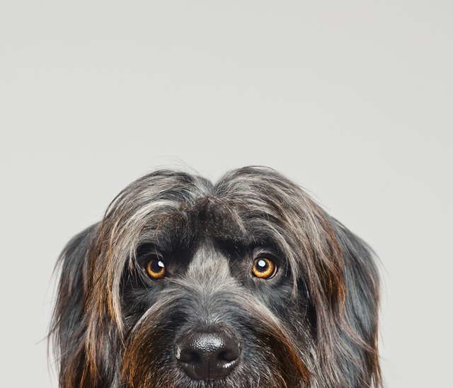 Gos d'atura dog studio portrait XXX
