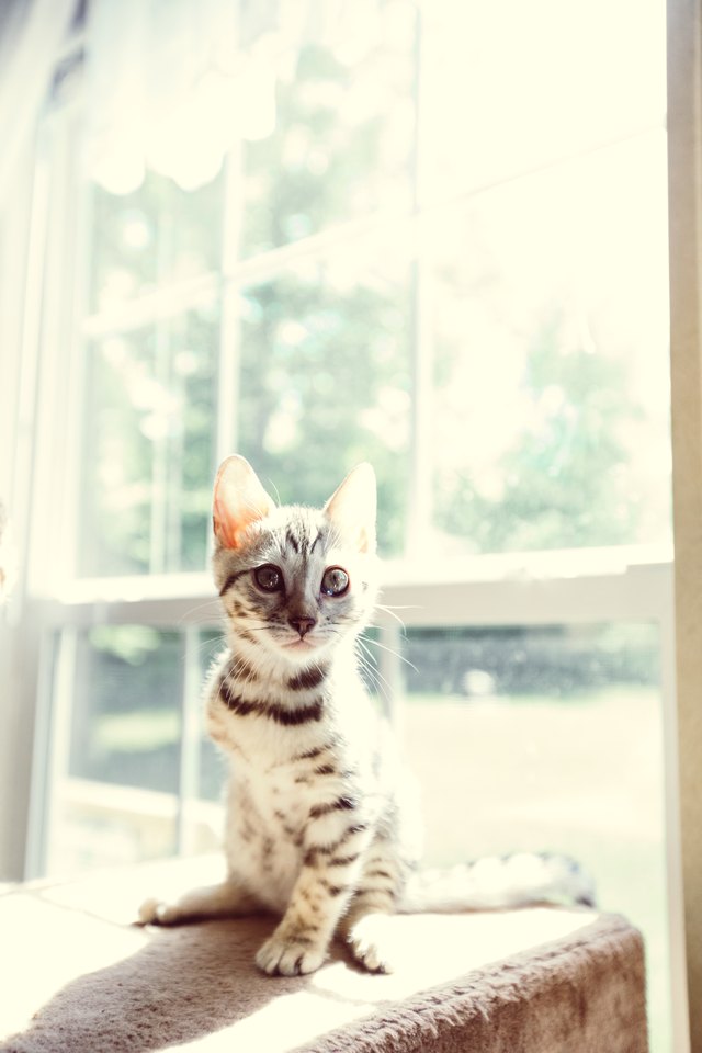 Injured Cat, Three Legged Cat, Kitten Looking At Camera, Animal Injury