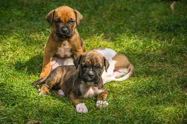 puppies