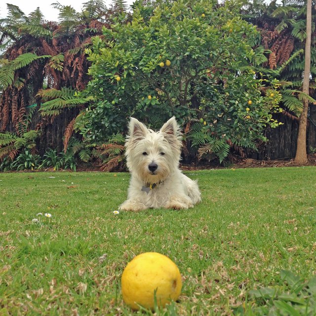 Scruffy dog looking at lemon on grass