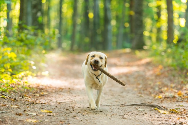 Yellow labrador with stick in forest