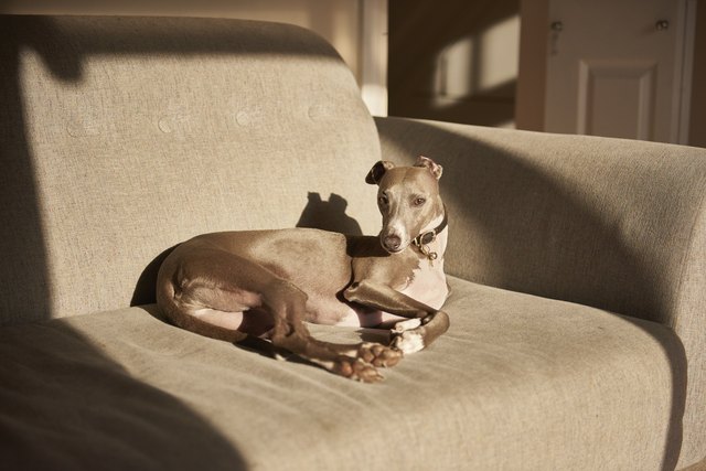Grey whippet lying on sofa, portrait