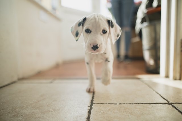 Training A Dalmatian Puppy