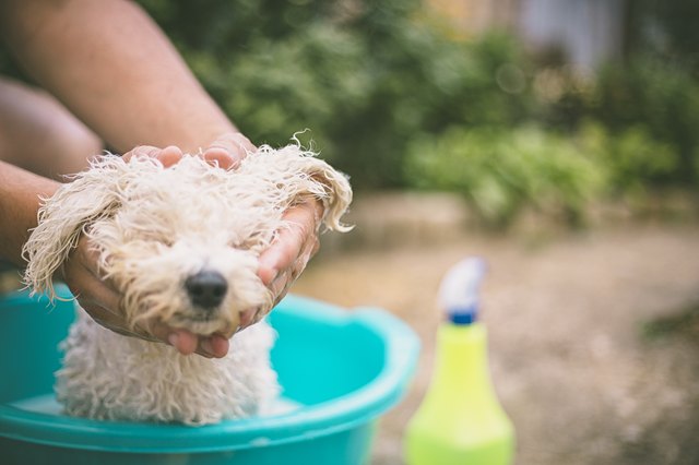 dog washing in a basin