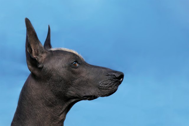 Profile portrait of adult Xoloitzcuintle dog (Mexican Hairless), male standard size. Beautiful dog with red mohawk on the head, harsh attentive look.
