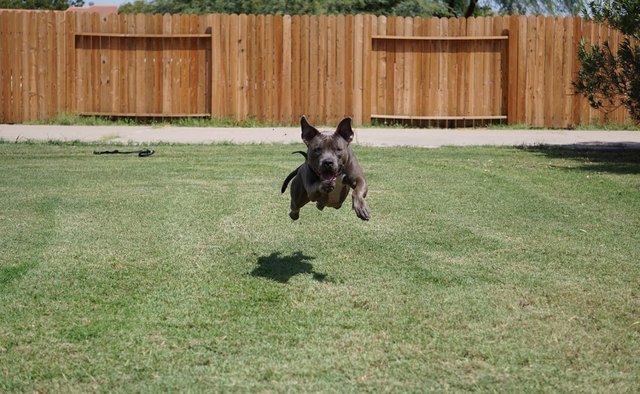 Athletic Blue Nose Pit Bull dog leaping through the air