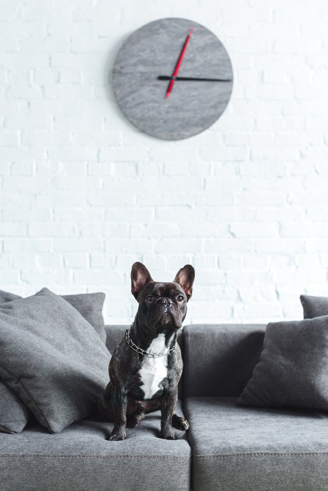 Cute french bulldog sitting on sofa under clock