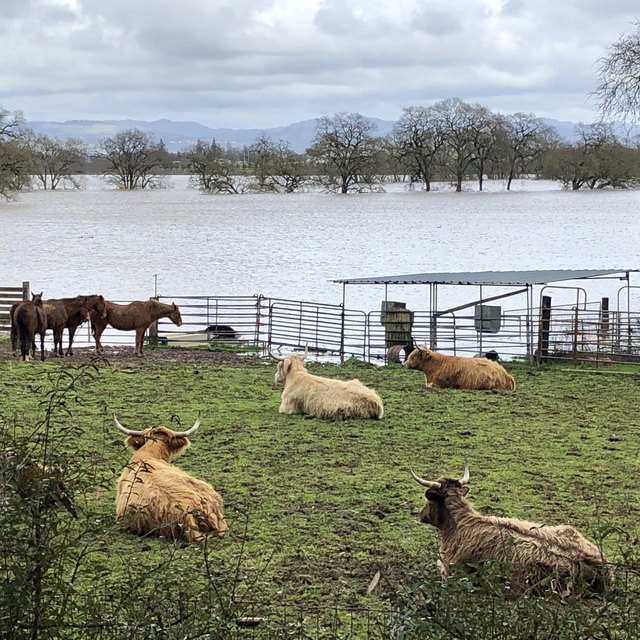 cows in a field watching a flood