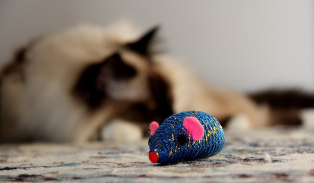 blue mouse
