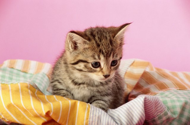 Kitten sitting on sheet