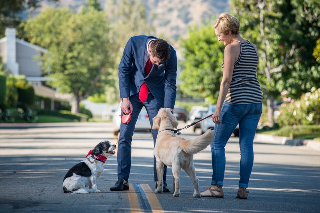 Living with Pets - Businessman and the Morning Dog Routine