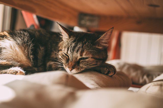 Beautiful tabby cat sleeping under a table. Lovely cat portrait. Domestic animals and pets concept.