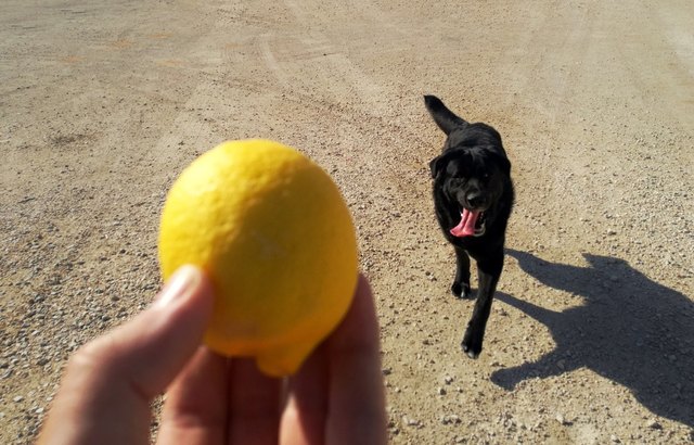 Black dog chasing a lemon in a person's hand
