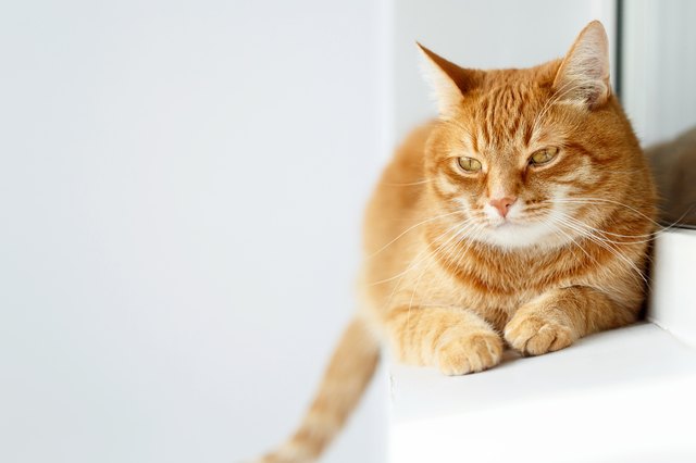 Cute young ginger cat lying, white background