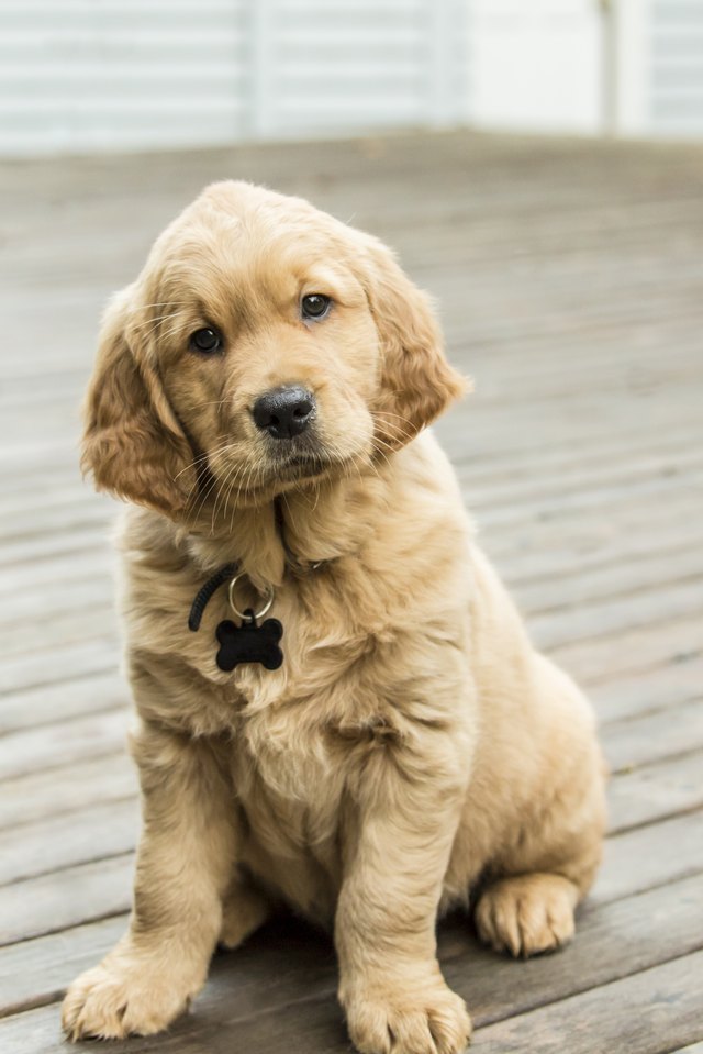 golden retriever