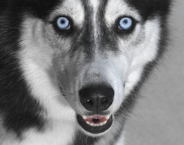 Siberian husky, close-up