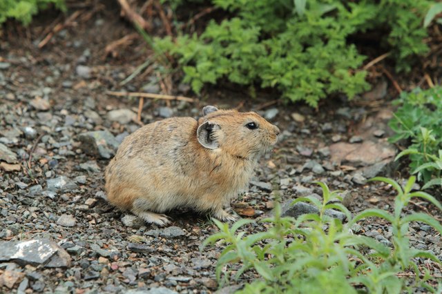Nagetiere in der Mongolischen Steppe