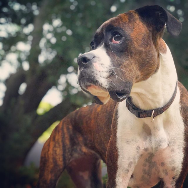 Nellie, funny lookin’ baby boxer!