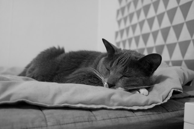Close-Up Of Cat Sleeping On Bed At Home