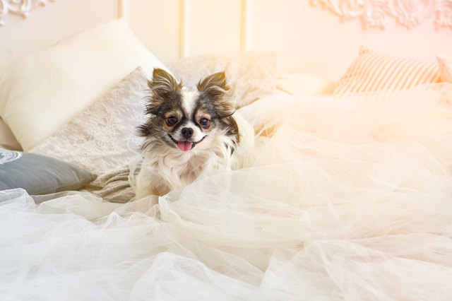 Cute happy smiling longhair chihuahua puppy dog in luxurious brightness classic style bedroom with king-size bed. Pets friendly hotel or home room. Sunny day solar bright effect.