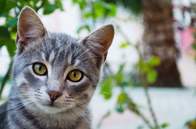 Tabby Cat and its curious glances