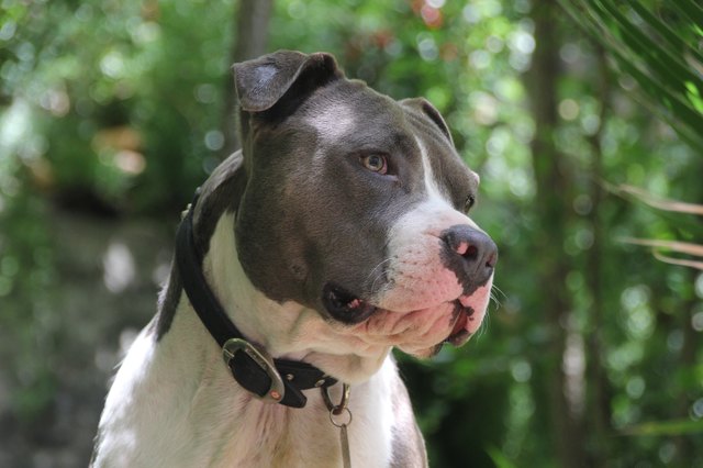Close-Up Of American Pit Bull Terrier Against Trees