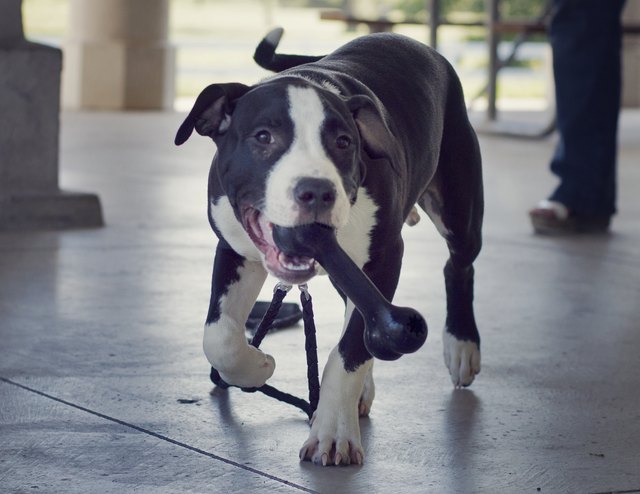 Dogs and Puppies