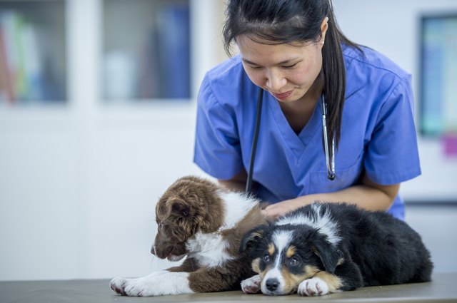 Examining Puppies
