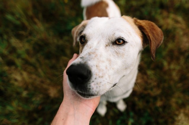 Person caressing dog
