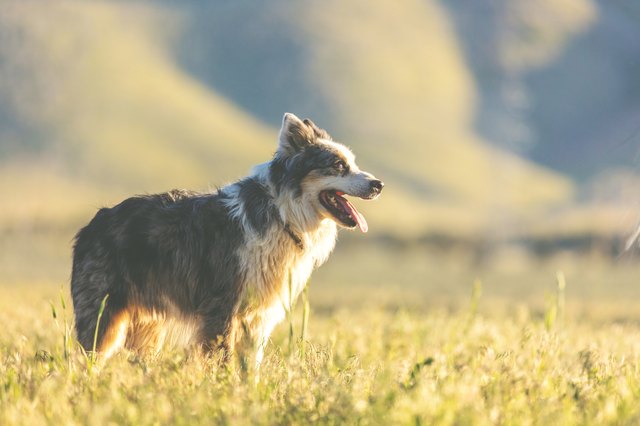 country-dog-names-155-uplifting-country-western-names-for-dogs-cuteness