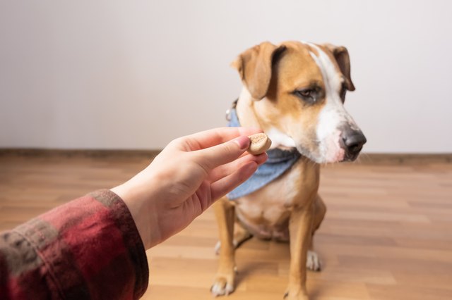 Trained intelligent dog refuses food from human.