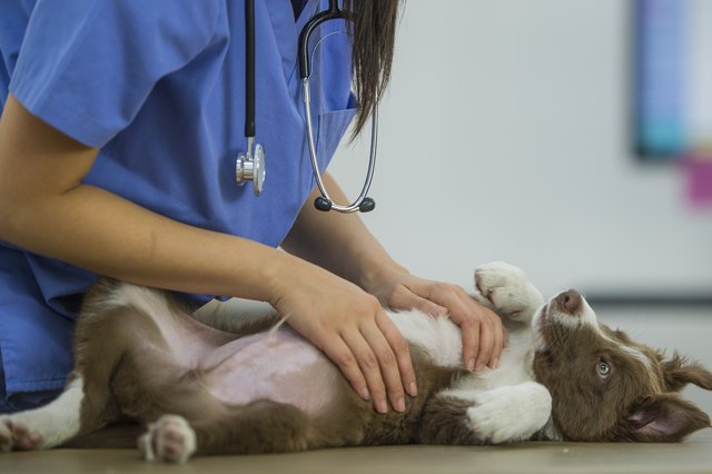 Border Collie Gets a Rub from Vet