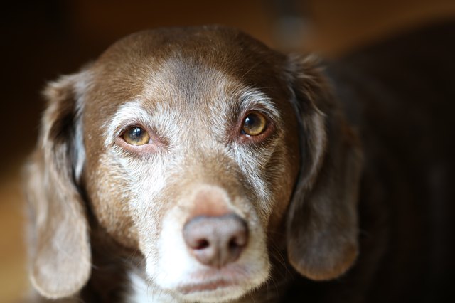 Old Dog with Brown and White Fur Looks at Camera