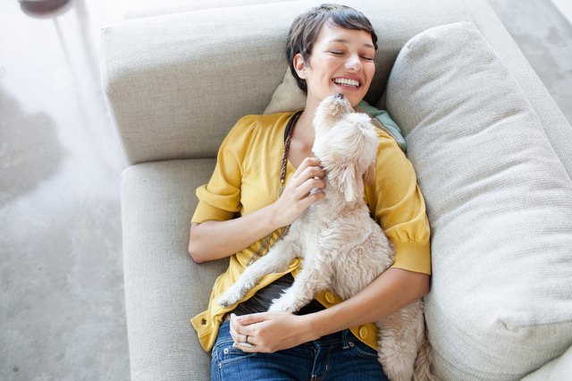 how-to-deal-with-a-female-dog-in-heat-cuteness