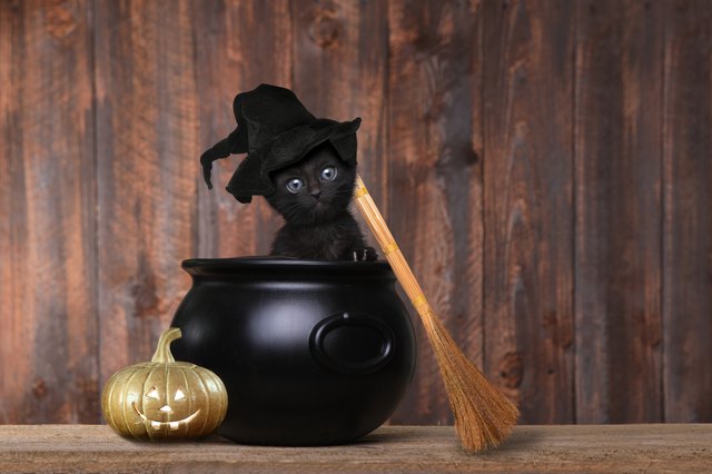 why-are-black-cats-considered-unlucky-cuteness