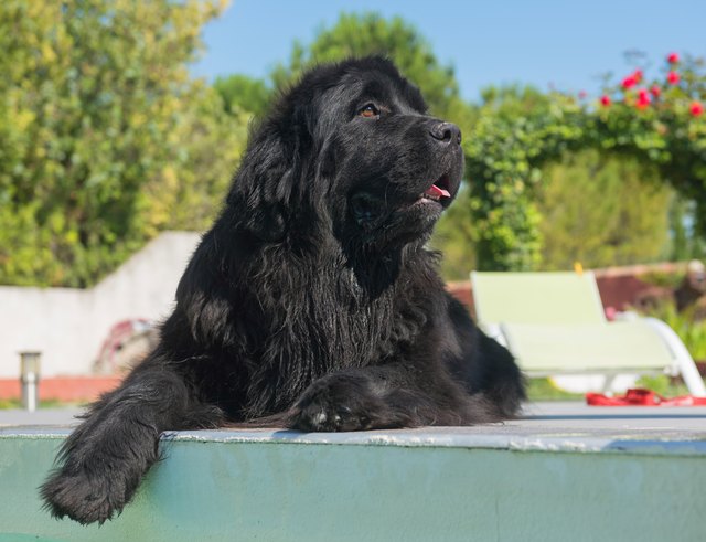 adult newfoundland dog