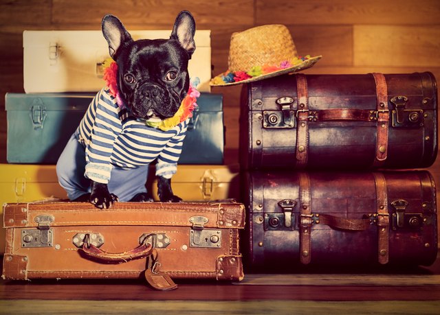 French Bulldog on suitcases