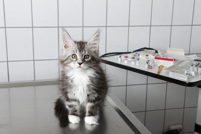 Portrait of kitten sitting on table at vet clinic