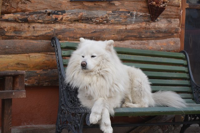 Dog