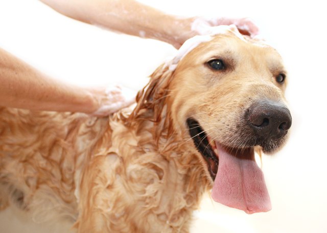 Golden Retriever enjoying a bath