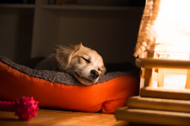 Dog sleeping in his bed next to window