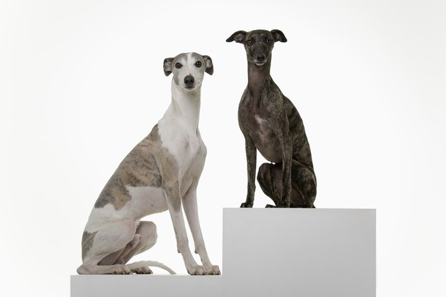 two Whippets on a Podium