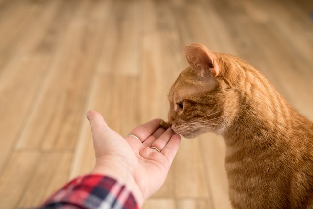 Side view of a tabby cat eating a treat from a hand