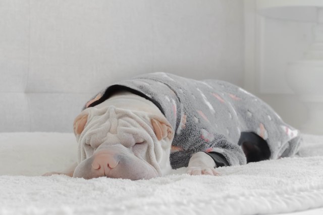 Shar pei dog sleeping in a onesie