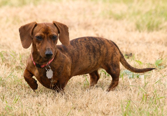 Red brindle dachshund