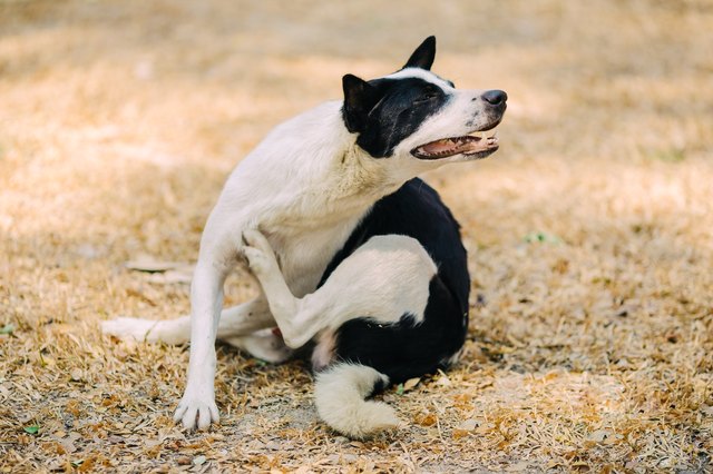 Itchy dog try to scratching its skin.