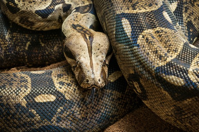 boa vs python difference apperance