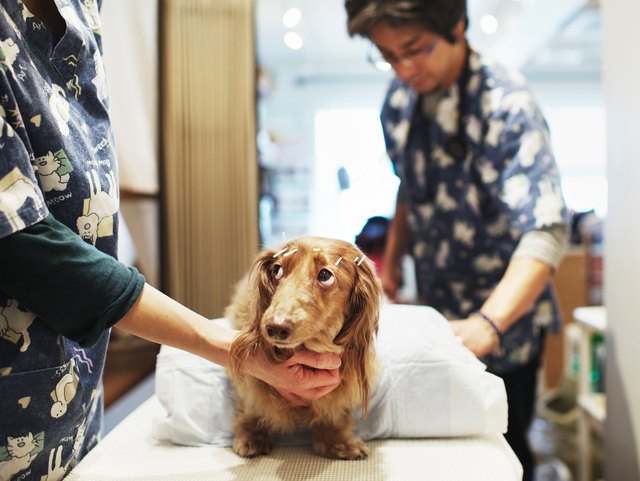 Japanese Dogs Treated By Owners