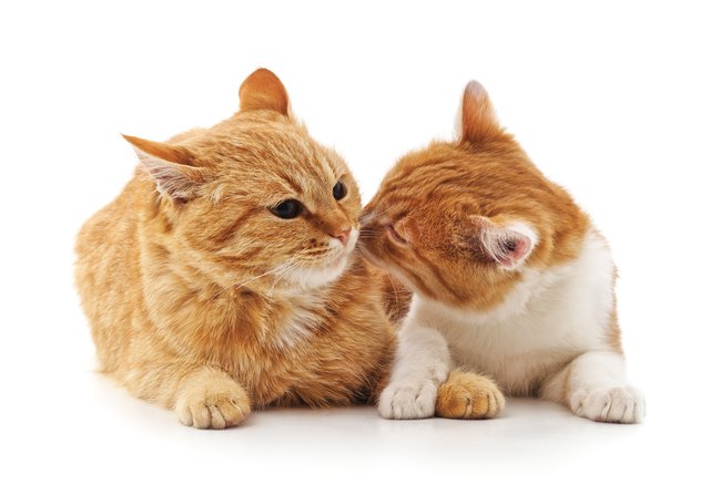 Cat and kitten.