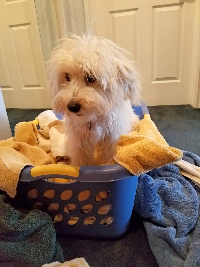 Laundry Day